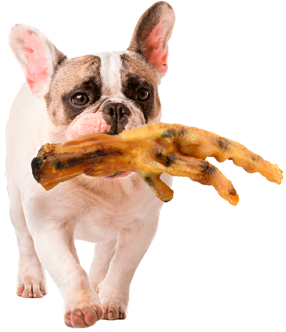 perro con pata de pollo deshidratada