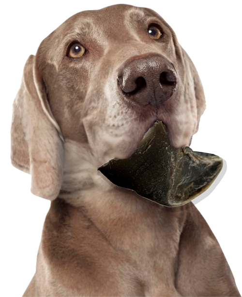 perro y pezuña de res